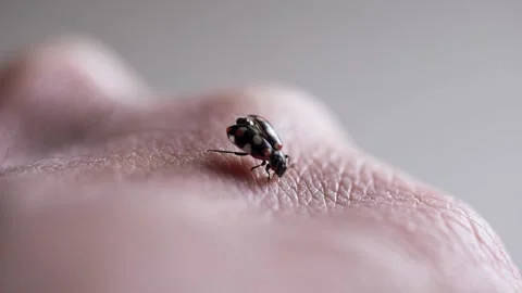 Close-up of a ladybug spreading its wings while on a human hand 스톡 동영상 140155172