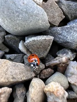 Close-up of ladybug on textured stone Stock Photos