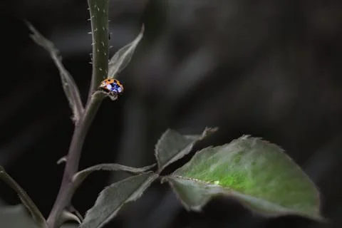 Close-up of ladybug on tree trunk ready to pounce 写真素材