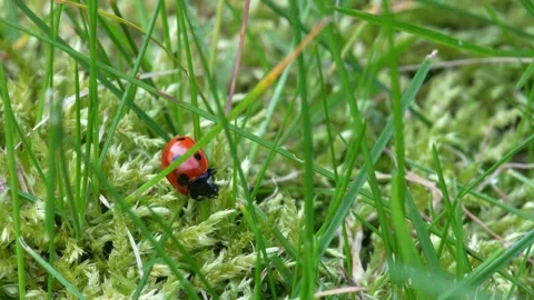 Close-up of a ladybug walking down a patch of moss and grass Stock Footage 271212646