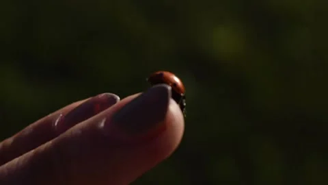 Close-Up of a Ladybug Walking on Fingertips Stock Footage 146560657