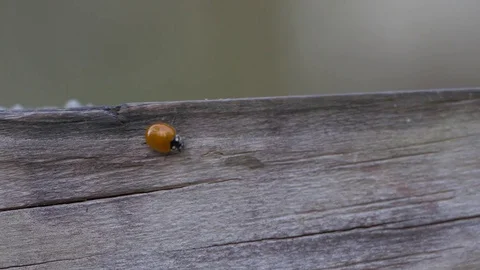 Close-Up of Ladybug Walking Wooden Plank, 4K Stock Footage 71136629