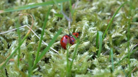 Close-up of ladybugs copulating Stock Footage 271212040