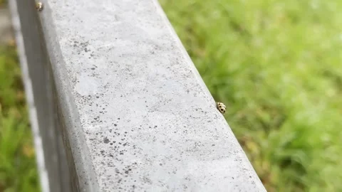 Close-up of ladybugs crawling on a railing, camera zooms in to capture details Stock Footage 336795196