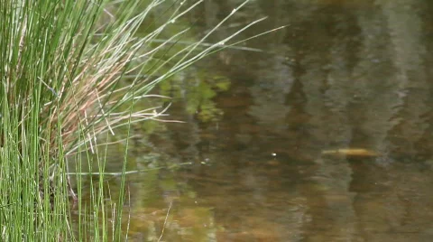 Close up on a lake Stock Footage 626966