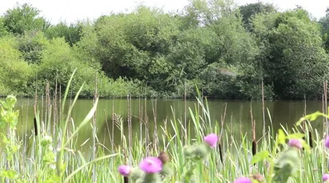 Close up from a lake idyll Video stock 40296187