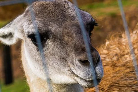 Close up on Lama face behind cage in park zoo captivity Stock Photos