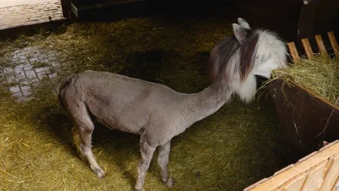 Close up of Lama  Stock Footage 137378593