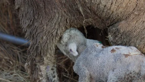 Close up lamb drinking on mother sheep pulling on teets Stock Footage 295029590