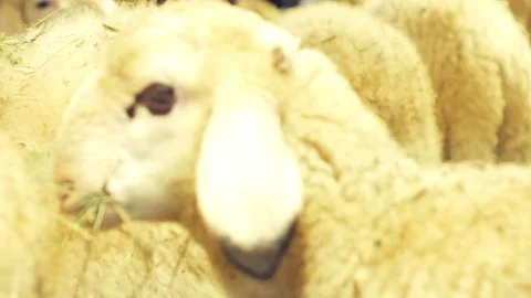 Close up lamb eats hay in the barn Stock-Footage 87205103