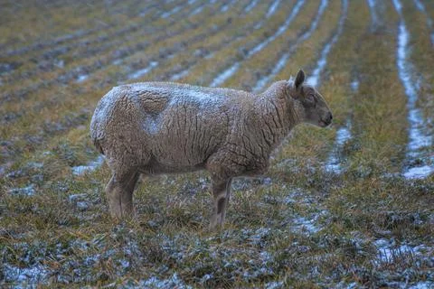 Close up of a lamb in a field Stock Photos