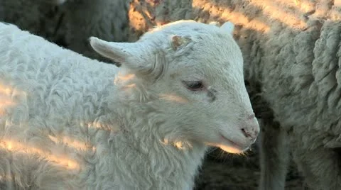 A close up for a lamb Stock Footage 21246171