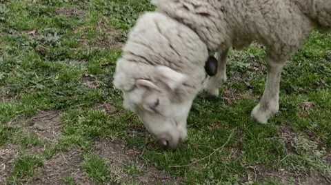 Close up of Lamb Head With a Bell. 4k Stock Footage 61309894