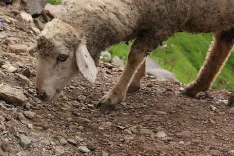 Close Up Of Lamb looking For Grass Stock Photos