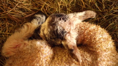 Close Up Lamb Sleeping in a Barn Vídeo Stock 43605264