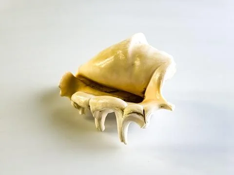 Close-up of Lambis Truncata shell. White background 库存照片