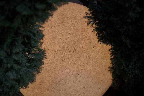 Close-up lamp between pine or thuja looks like the moon Stock Photos