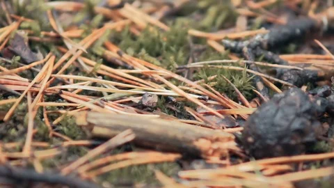 Close-up of the land with branches. Pine needles and seeds on the ground Stock Footage 80985215