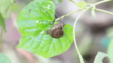 Close-up of a land snail on a green leaf in daylight Stock Footage 314520087
