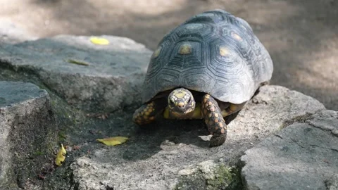 Close up of land turtle crawling on uneven stone surface outdoors Stock Footage 338000621