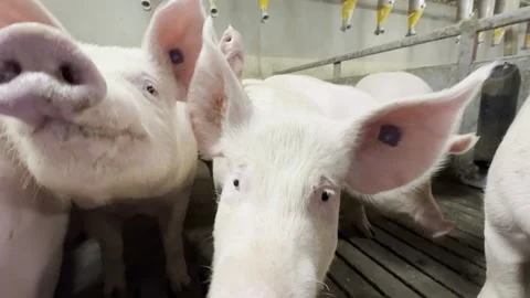 Close-Up of Landrace Breeding Gilts Stock-Footage 335477738