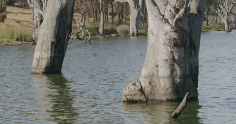 Close Up Of Landscape Dead Trees Emerging Water Видео 331283413