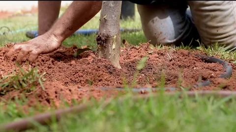 Close-up of landscaper's hands carefully compacting fresh soil around Vidéo 289768917