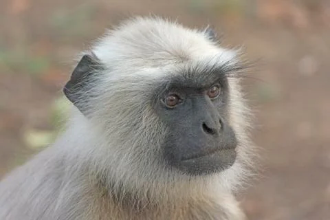 Close up of a Langur Stockfoto's