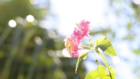 Close-up of Lantana camara Stock Footage 102459661