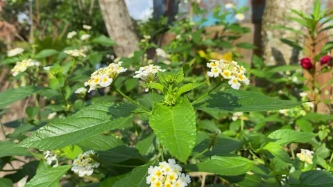 Close up of Lantana flowers. Video stock 236722376
