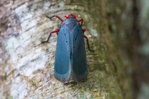 Close up Lanternflies on tree Stock Photos