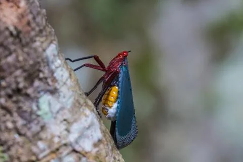 Close up Lanternflies on tree Foto stock