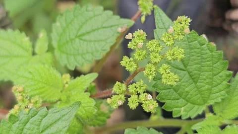 Close Up of Laportea Interrupta Nettle Plant with Tiny Flowers Stock Footage 332472268