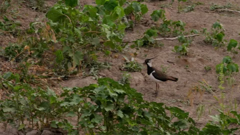 Close-up of lapwing perching on field Stock Footage 286724709