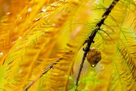 Close-up, larch, forest, larch, pine cones, fruit Stock Photos