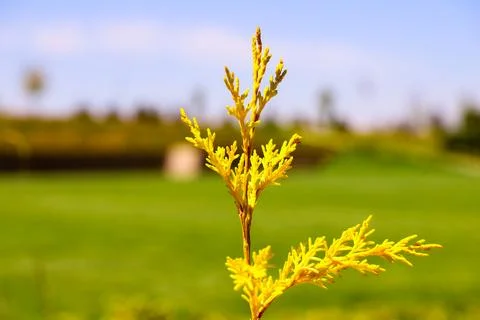 Close up of larch tree branches, Larix species, with new growth in spring Foto stock