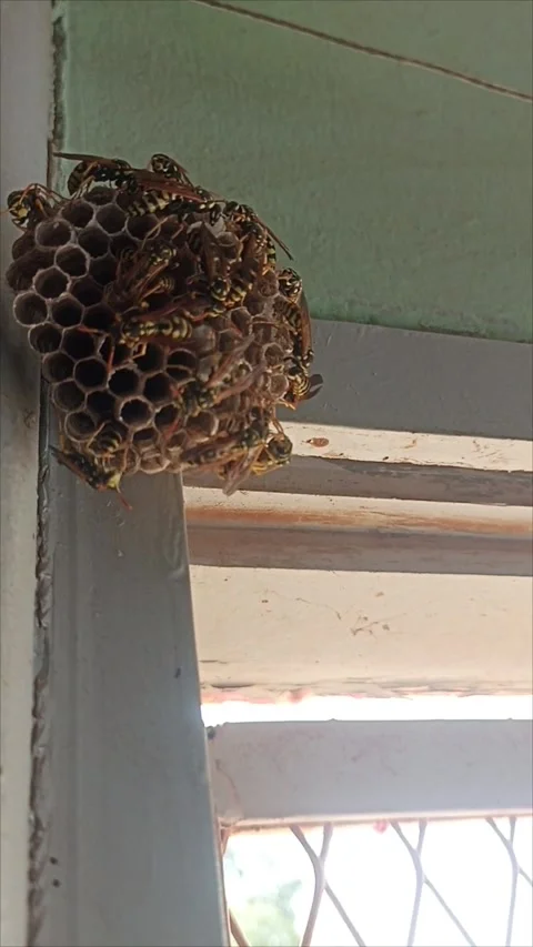 Close-up of a large active wasp nest with hornets on hexagonal cells Stock Footage 344655401