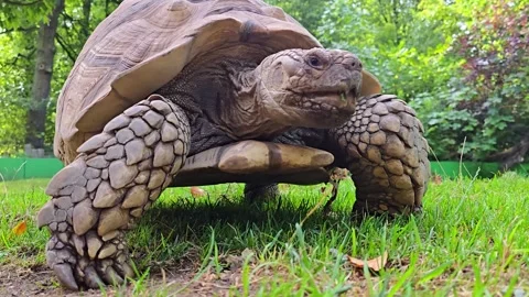 Close up of a large African spurred tortoise walking on green grass in a park Stock Footage 348613375