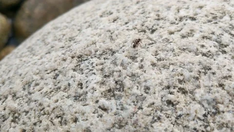 Close-up on a large ant on a rock. Stock Footage 158922219