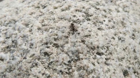 Close-up on a large ant on a rock. Stock Footage 159793176