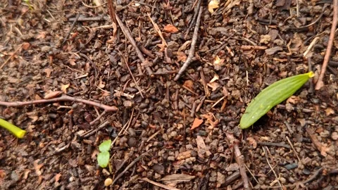 A close-up of a large anthill in autumn Video stock 319696106