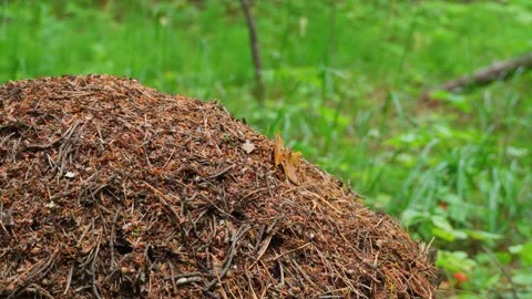 Close-up of a large anthill in the forest. Macro photography of working insects. Stock Footage 280168533