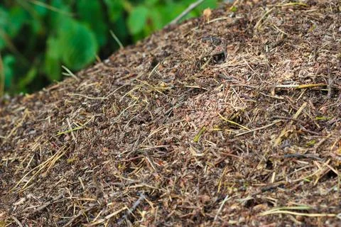 Close up on large anthill Stock Photos