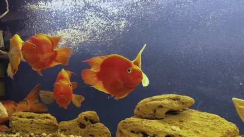Close-up of large aquarium decorated with corals and tree branches, large yellow Stock Footage 312452233