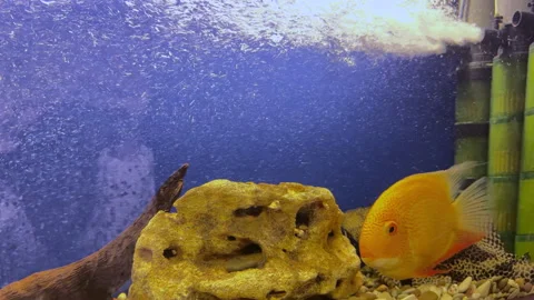 Close-up of large aquarium decorated with corals and tree branches, large yellow Stock Footage 312452236