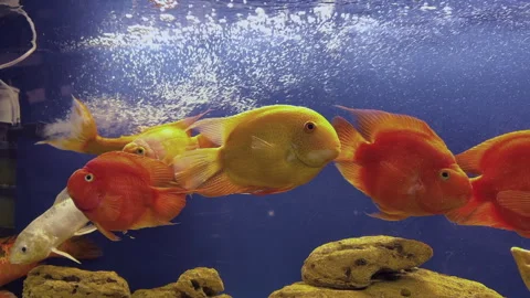 Close-up of large aquarium decorated with corals and tree branches, large yellow Stock Footage 312452576
