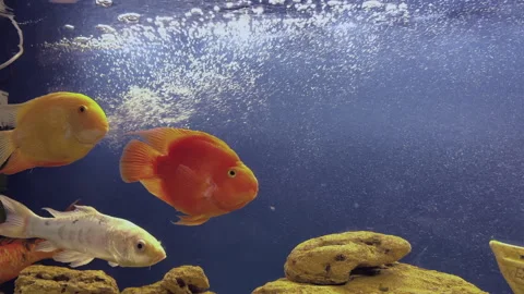 Close-up of large aquarium decorated with corals and tree branches, large yellow Stock Footage 312452614