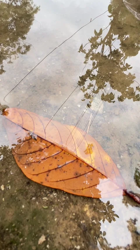 Close-Up of a Large Autumn Leaf Submerged in a Clear Puddle with Tree Reflection Stock Footage 341397444