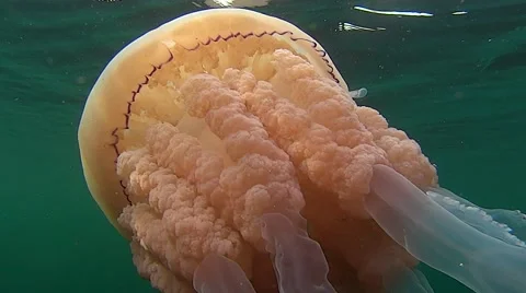 Close up of large barrel jellyfish Stock Footage 57842874