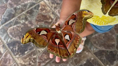 Close-up A large beautiful butterfly moth sits on the child's arm. A little boy Stock Footage 276652074